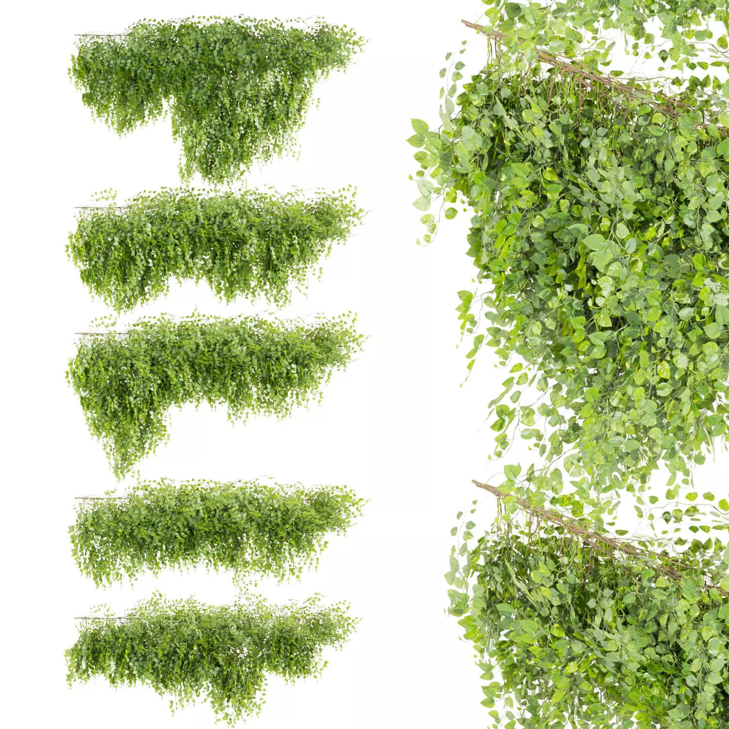 Collection plant vol 451 - Outdoor - bush - ivy 3D model_0