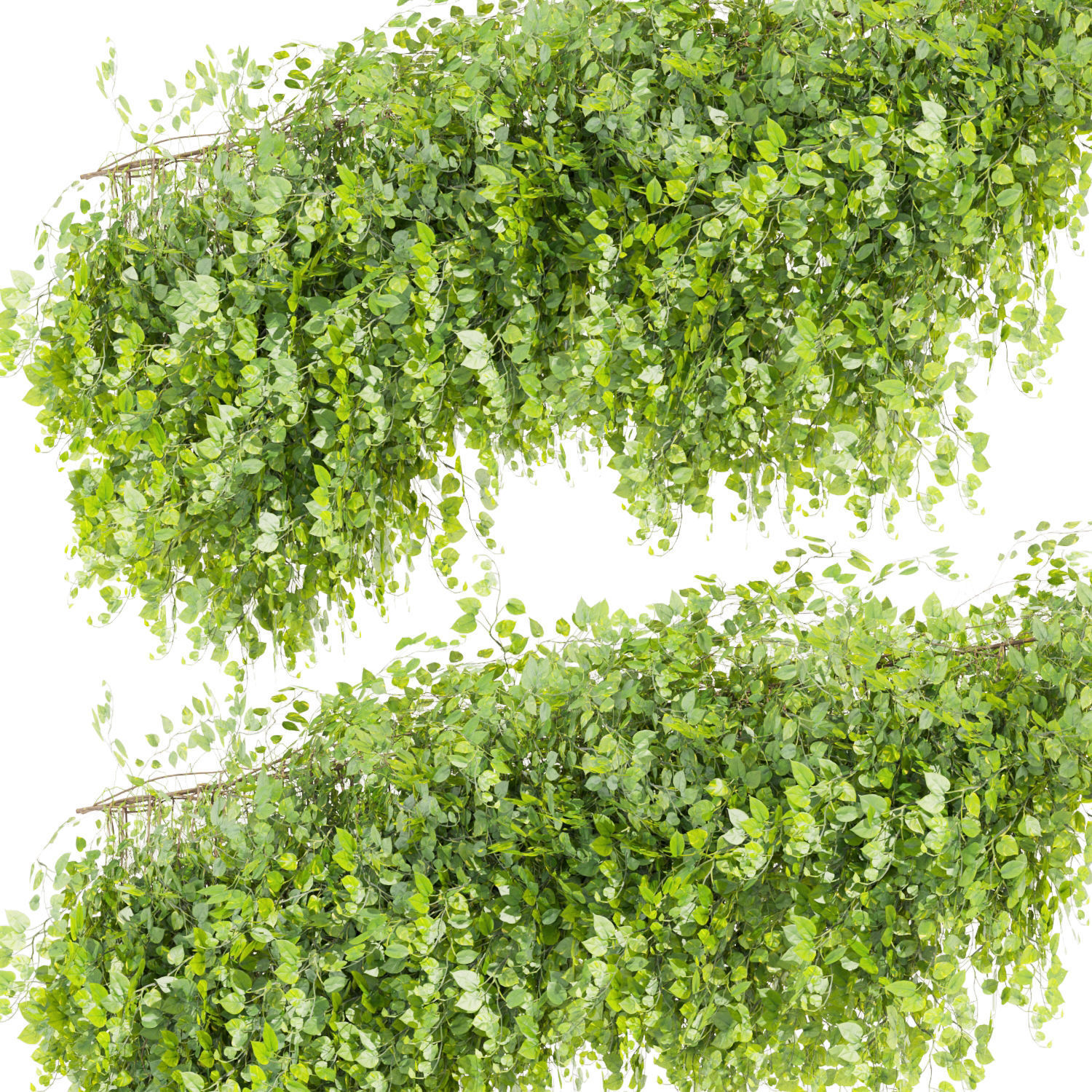 Collection plant vol 451 - Outdoor - bush - ivy 3D model_3