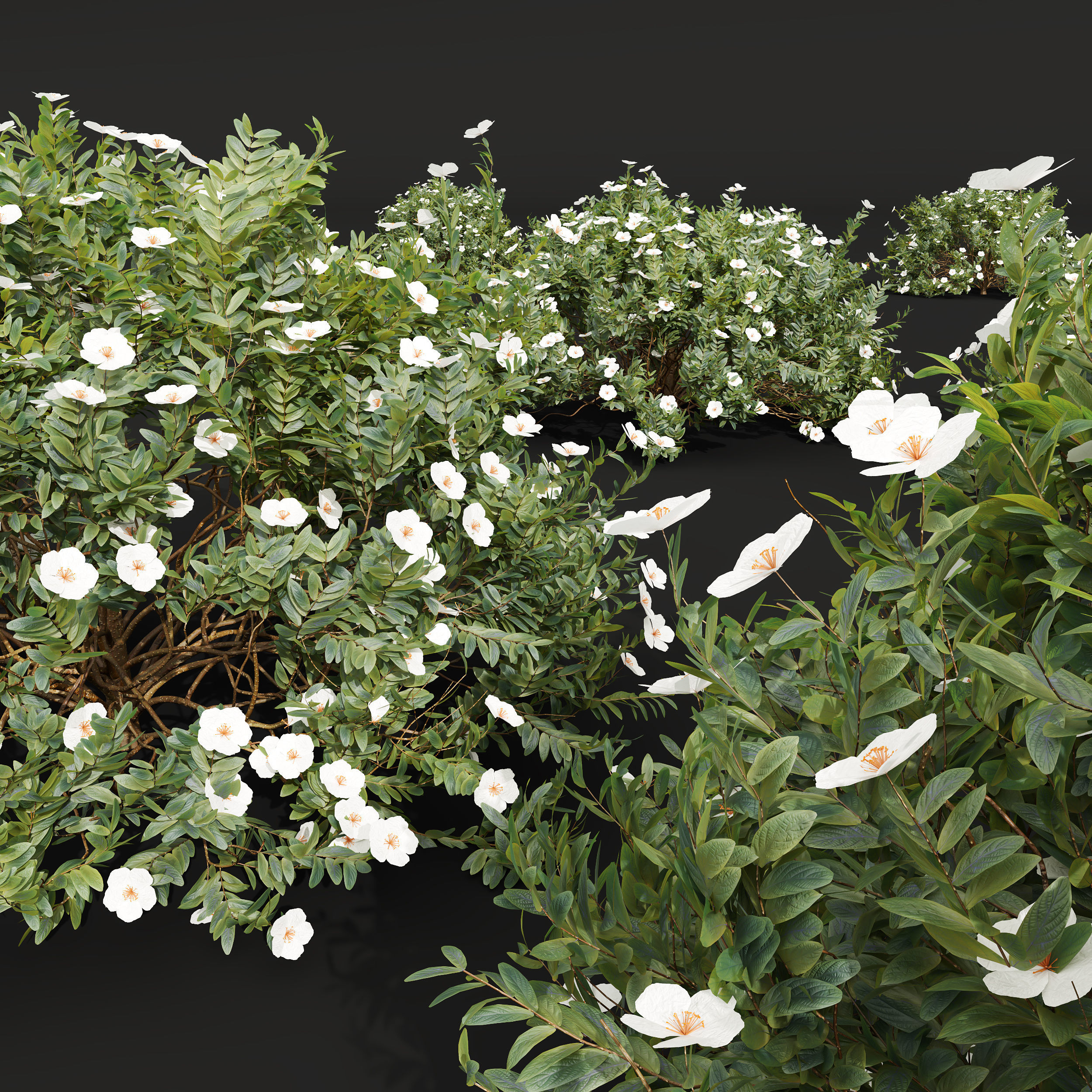 Cistus Albidus Zistrose Flower White Golden Globe 3D model_3