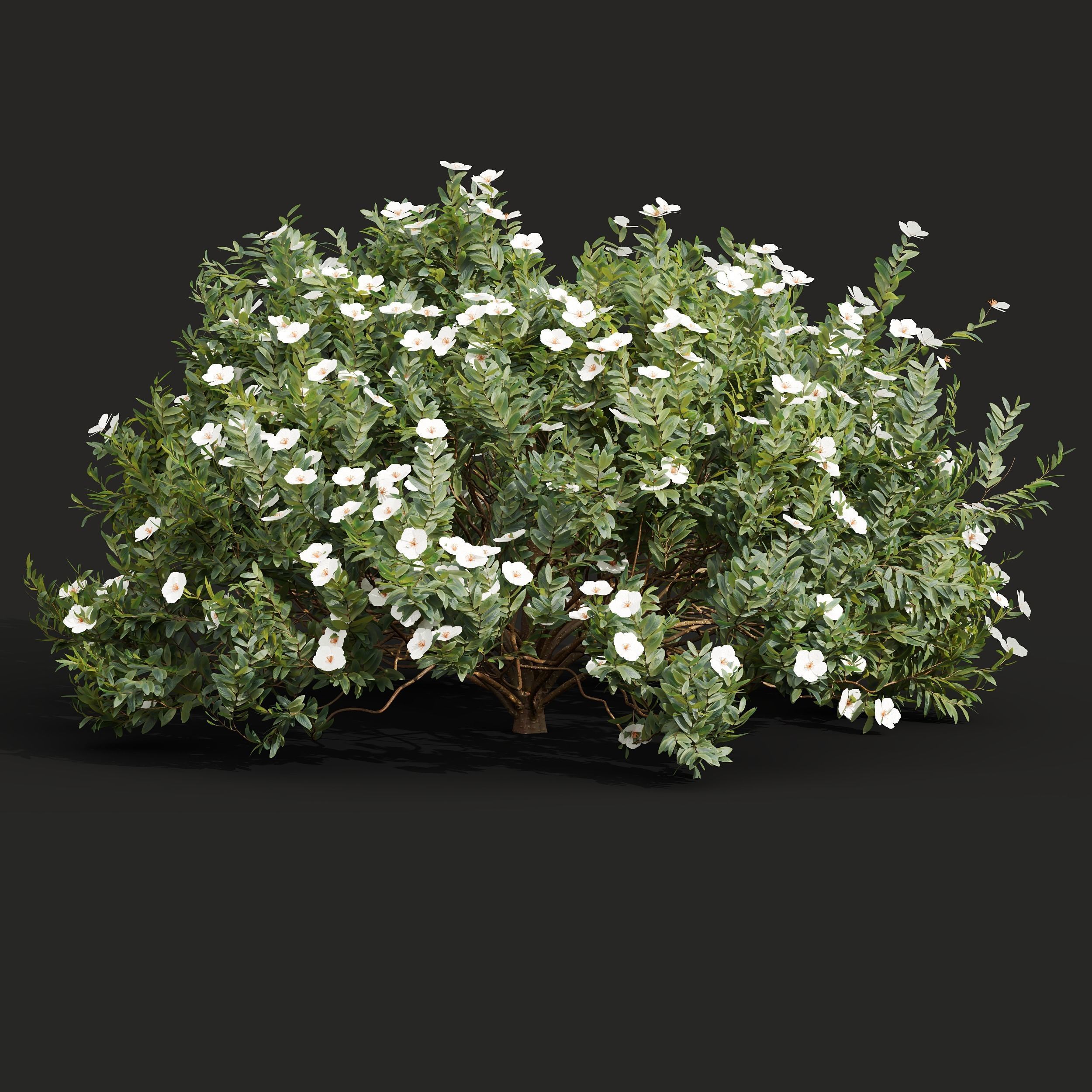 Cistus Albidus Zistrose Flower White Golden Globe 3D model_4