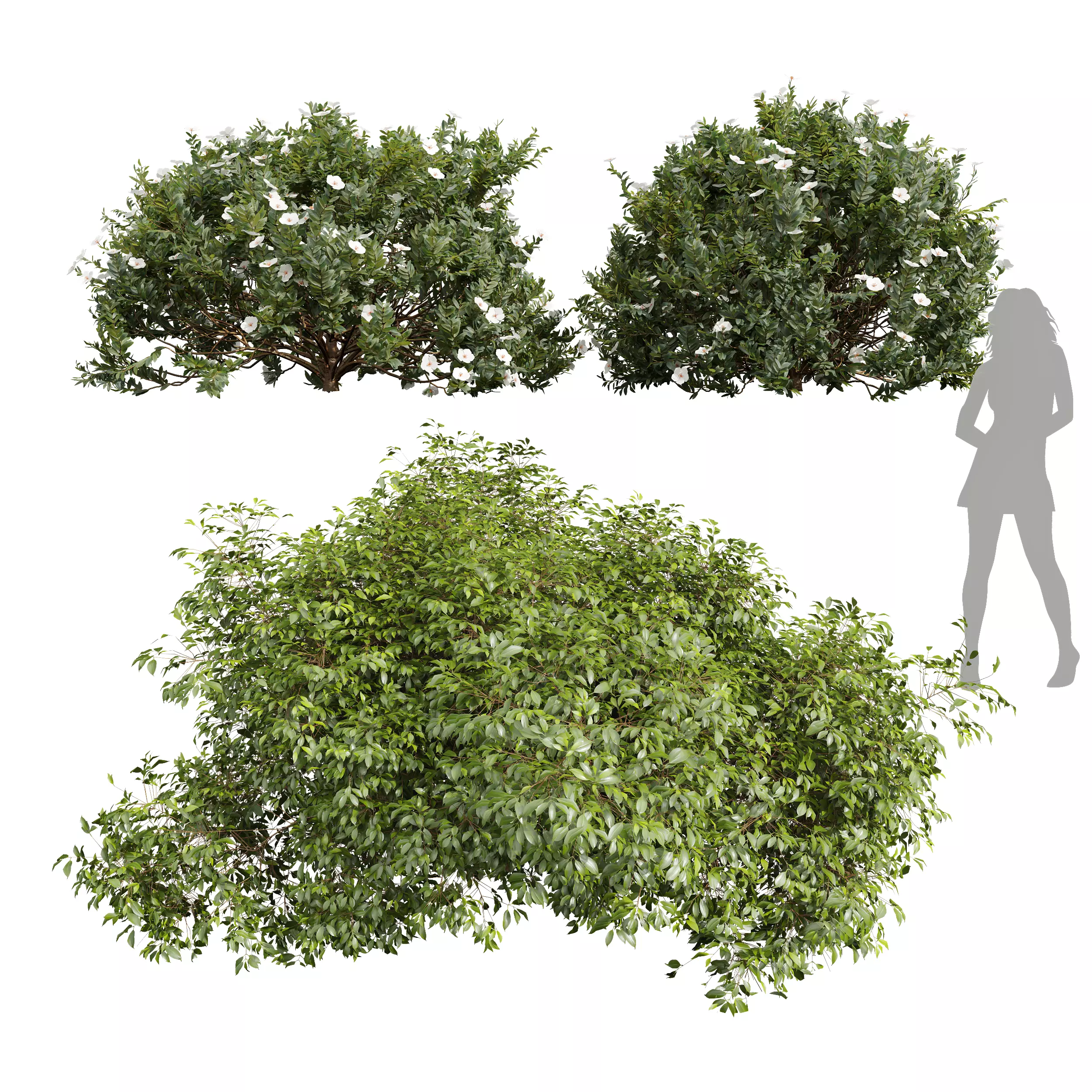 Cistus Albidus Zistrose Flower White Golden Globe 3D model_0