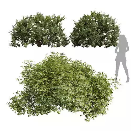 Cistus Albidus Zistrose Flower White Golden Globe 3D model