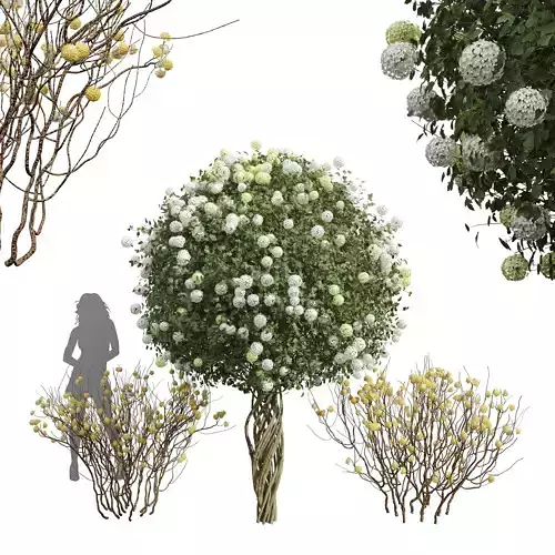 Viburnum Opulus Roseum Decorative Bush Edgeworthia 3D model