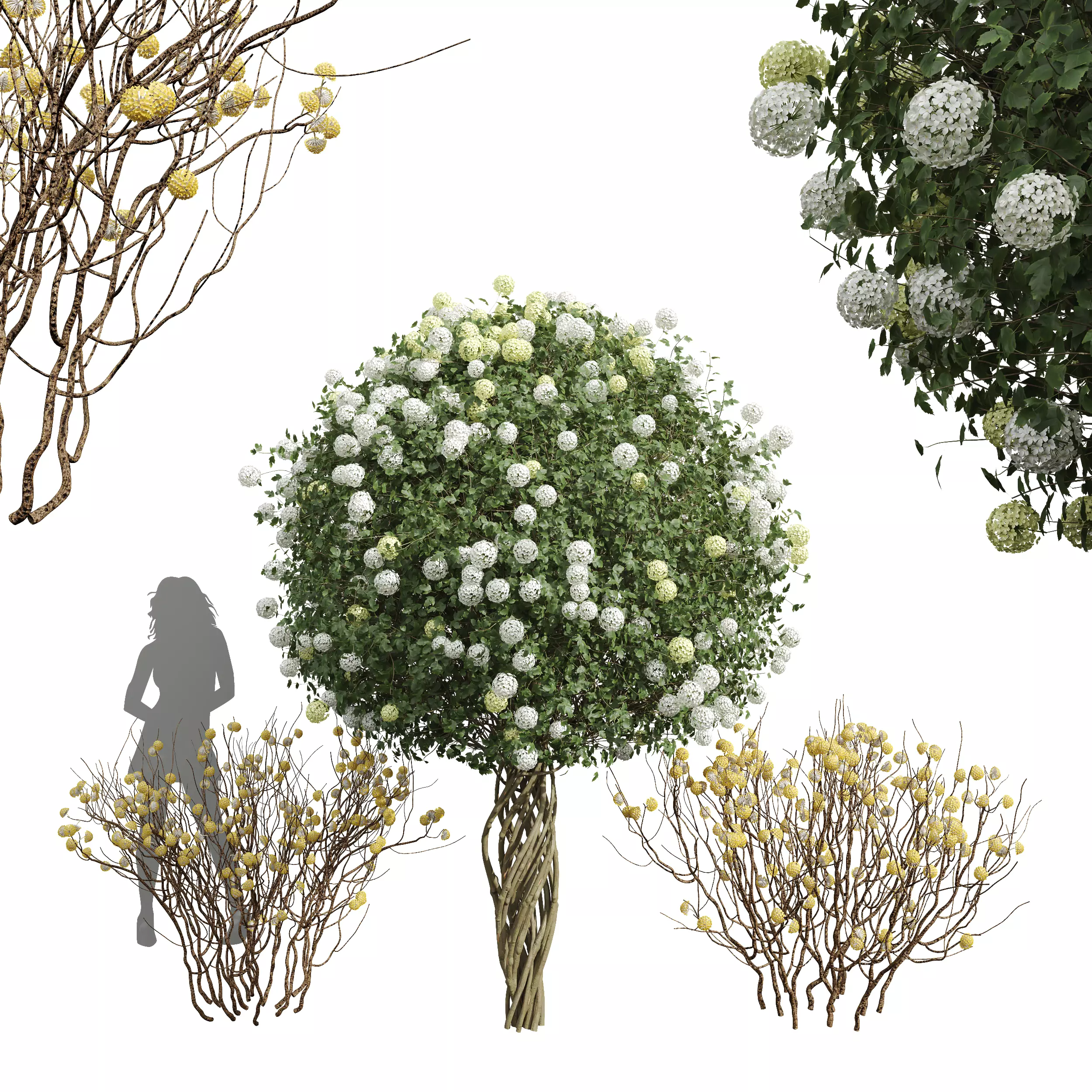 Viburnum Opulus Roseum Decorative Bush Edgeworthia 3D model_0