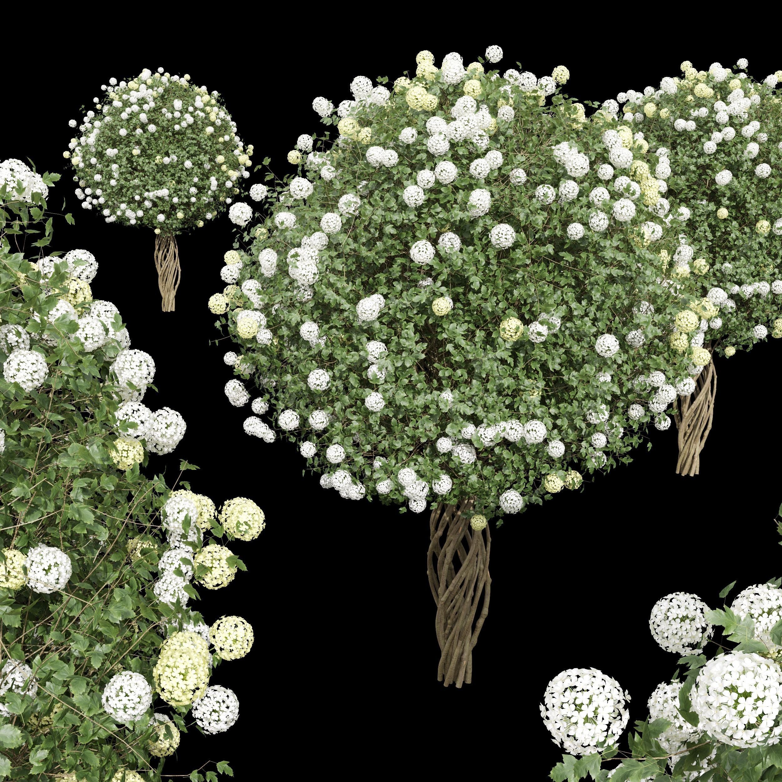 Viburnum Opulus Roseum Decorative Bush Edgeworthia 3D model_4
