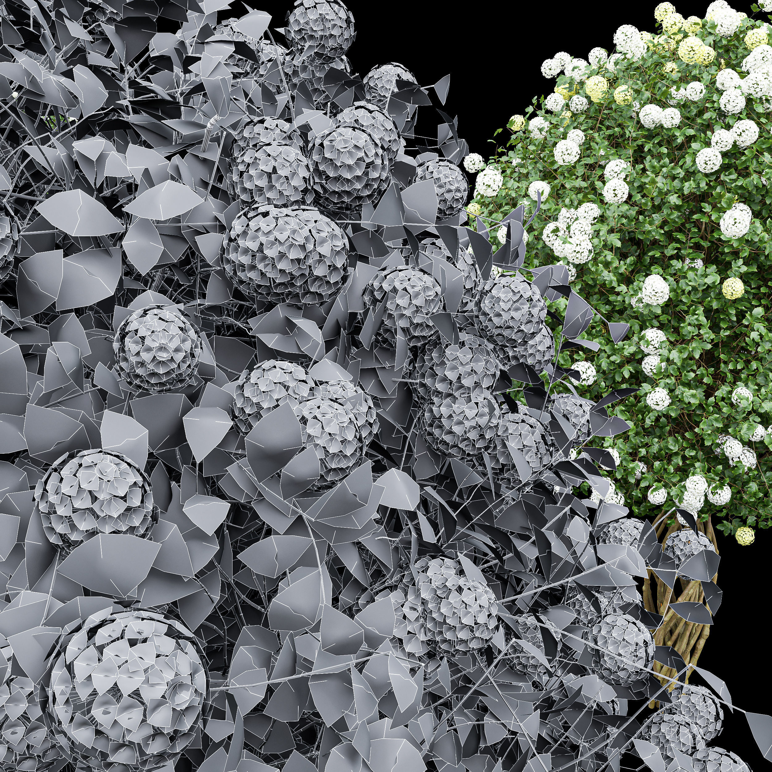 Viburnum Opulus Roseum Decorative Bush Edgeworthia 3D model_5