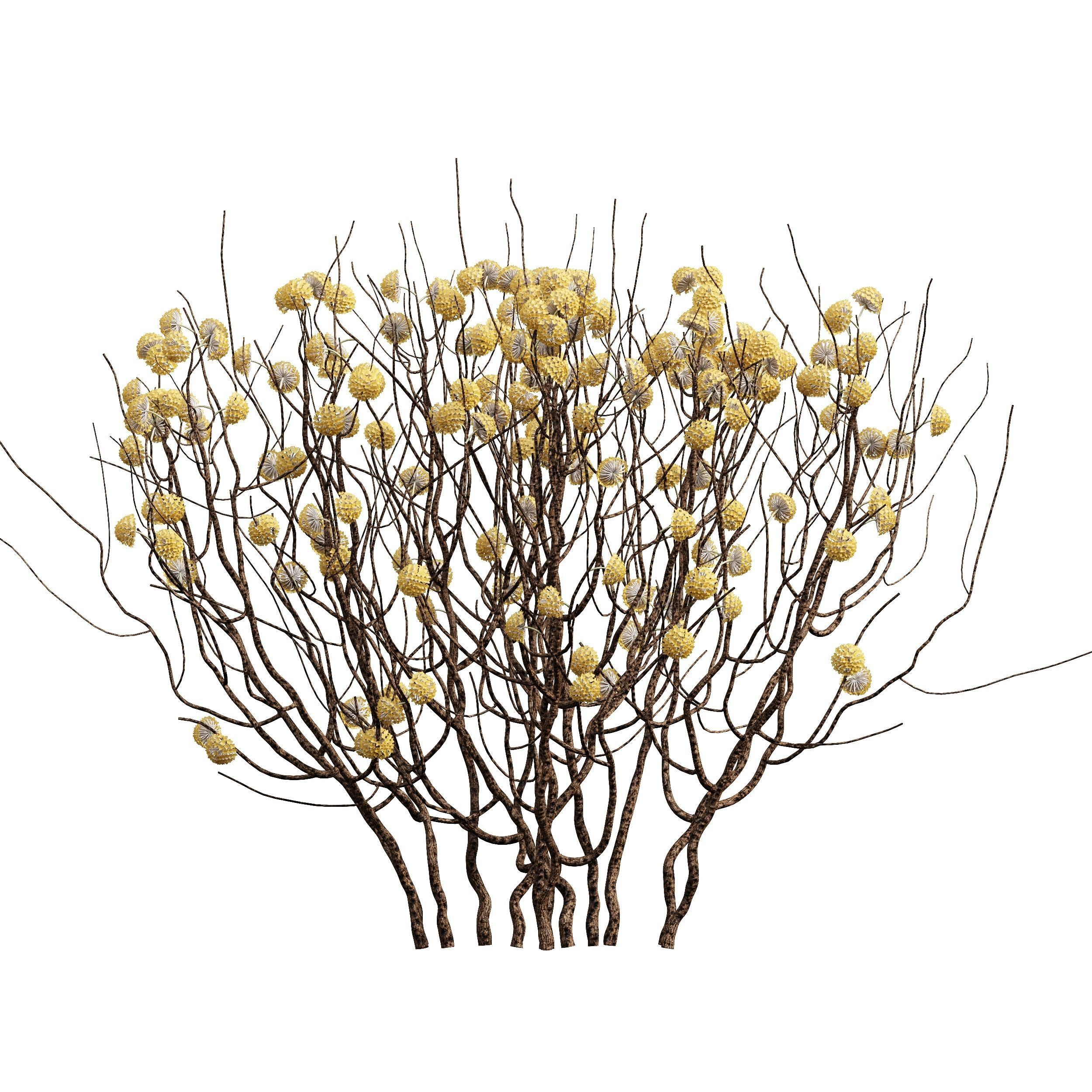 Viburnum Opulus Roseum Decorative Bush Edgeworthia 3D model_1