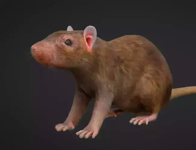Rat Rigged Low-poly 3D model