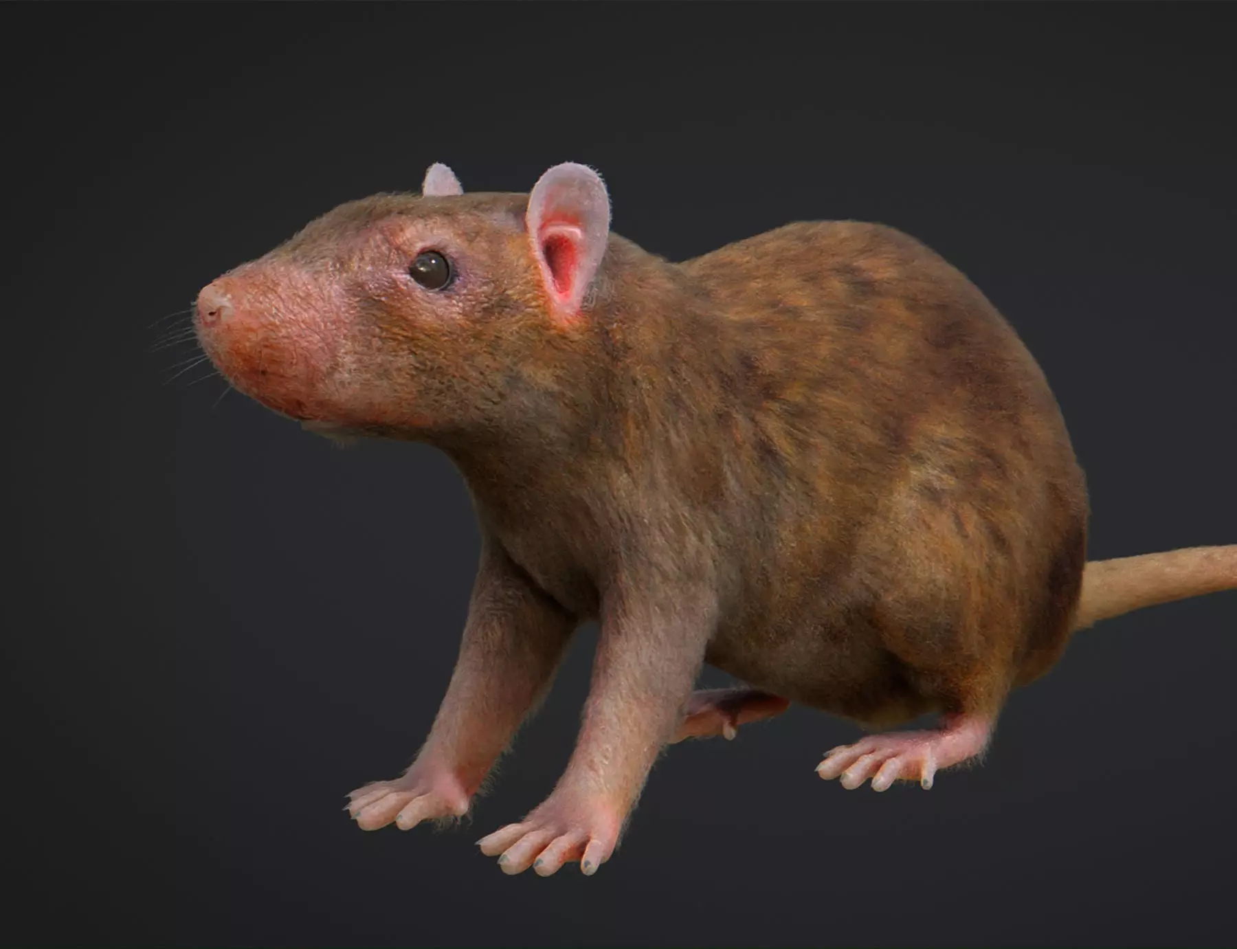 Rat Rigged Low-poly 3D model_0