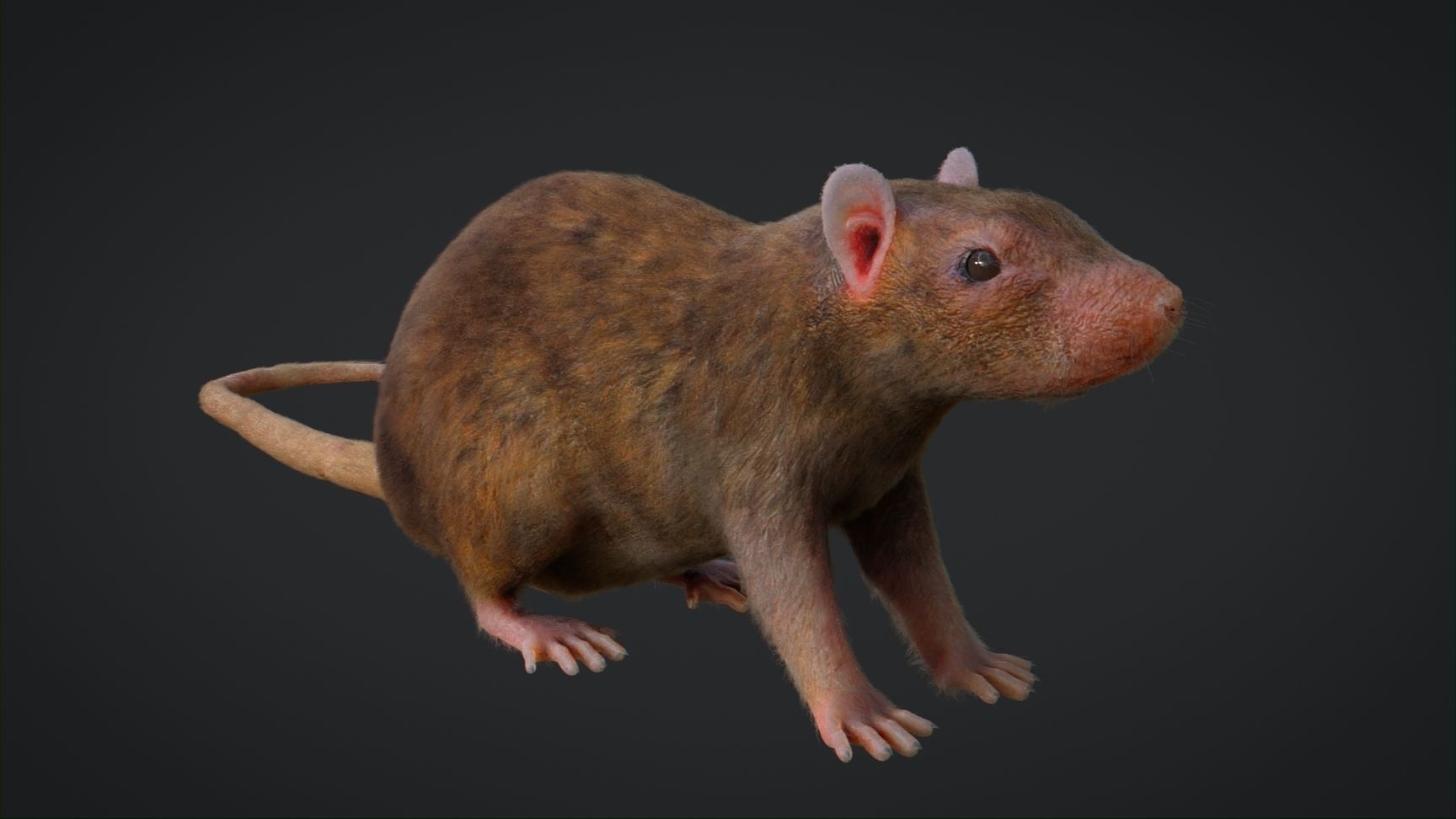 Rat Rigged Low-poly 3D model_3