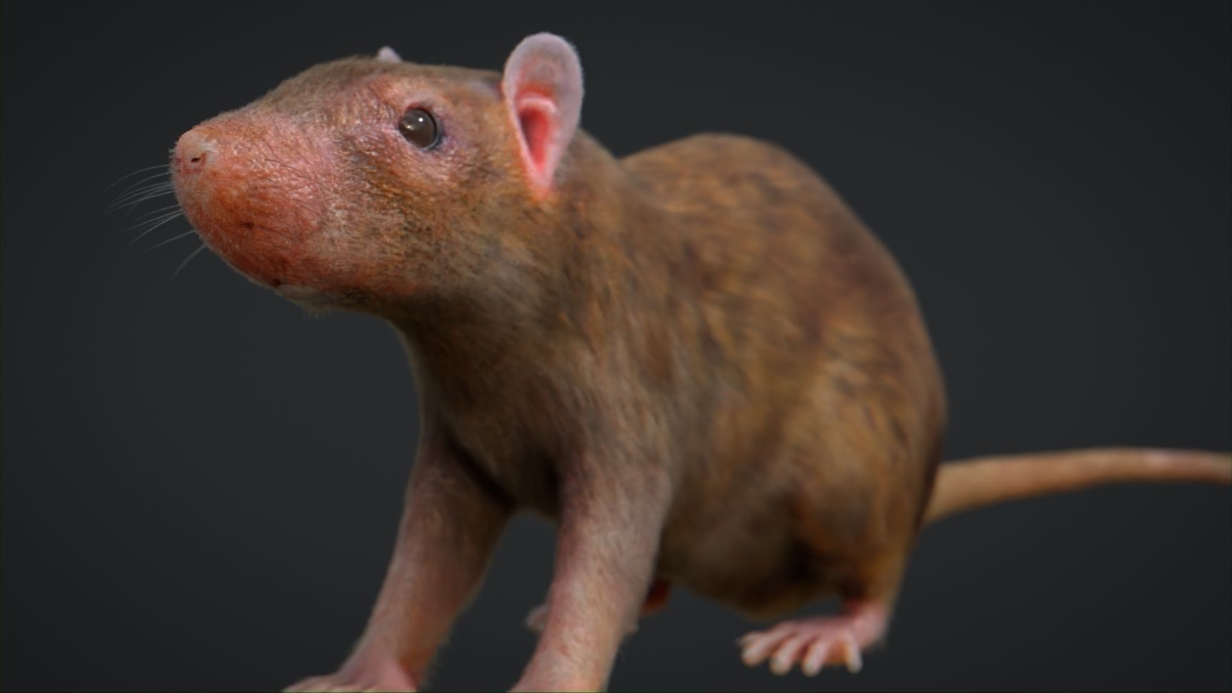 Rat Rigged Low-poly 3D model_2