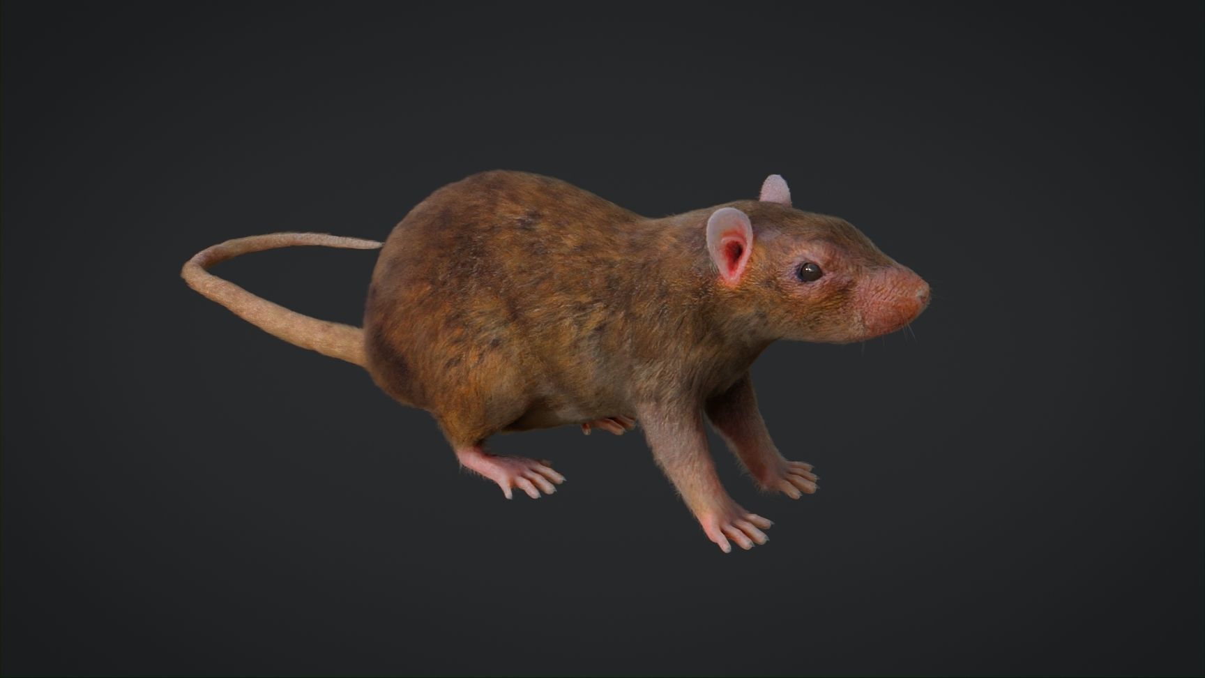 Rat Rigged Low-poly 3D model_5