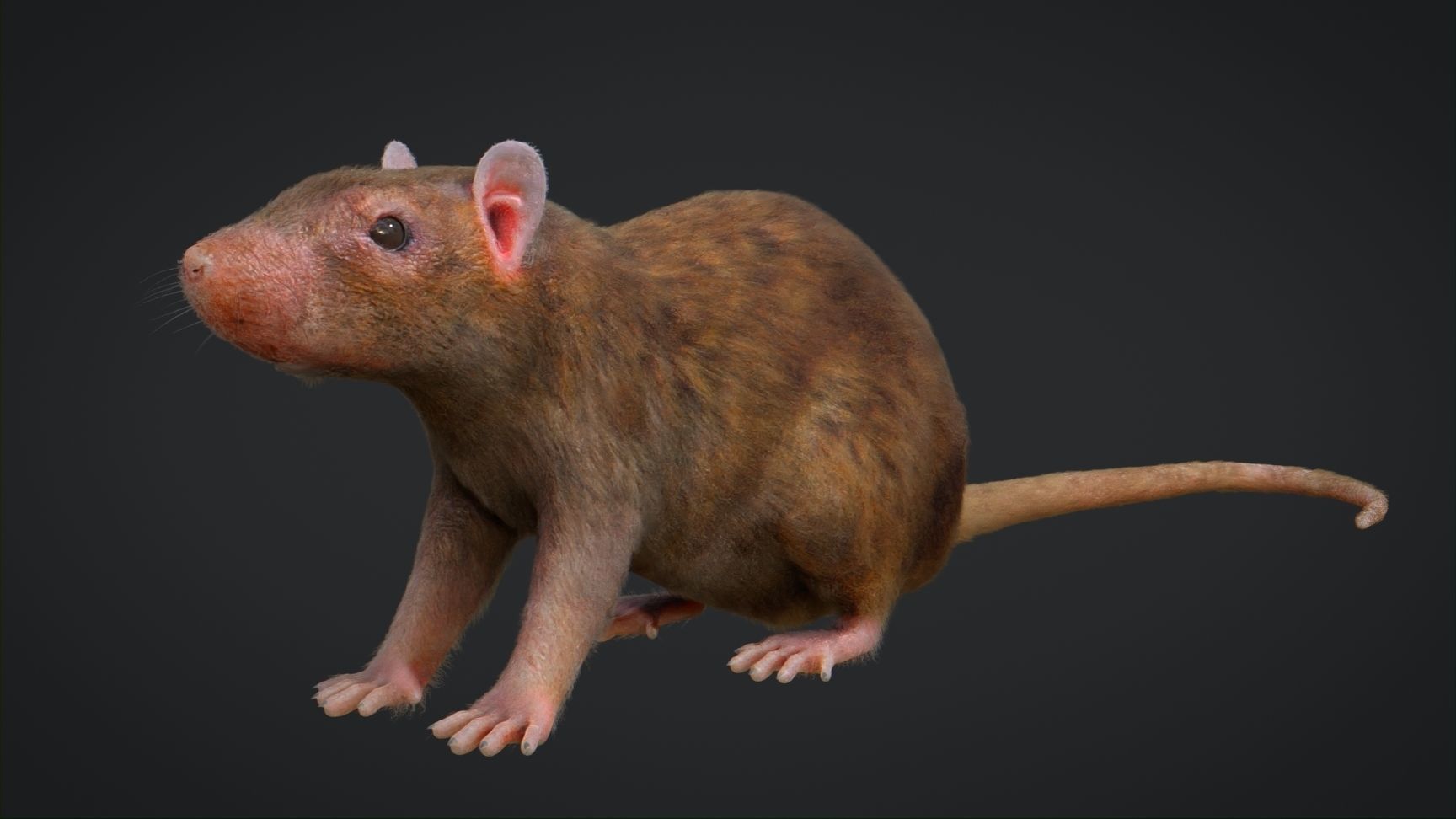 Rat Rigged Low-poly 3D model_1