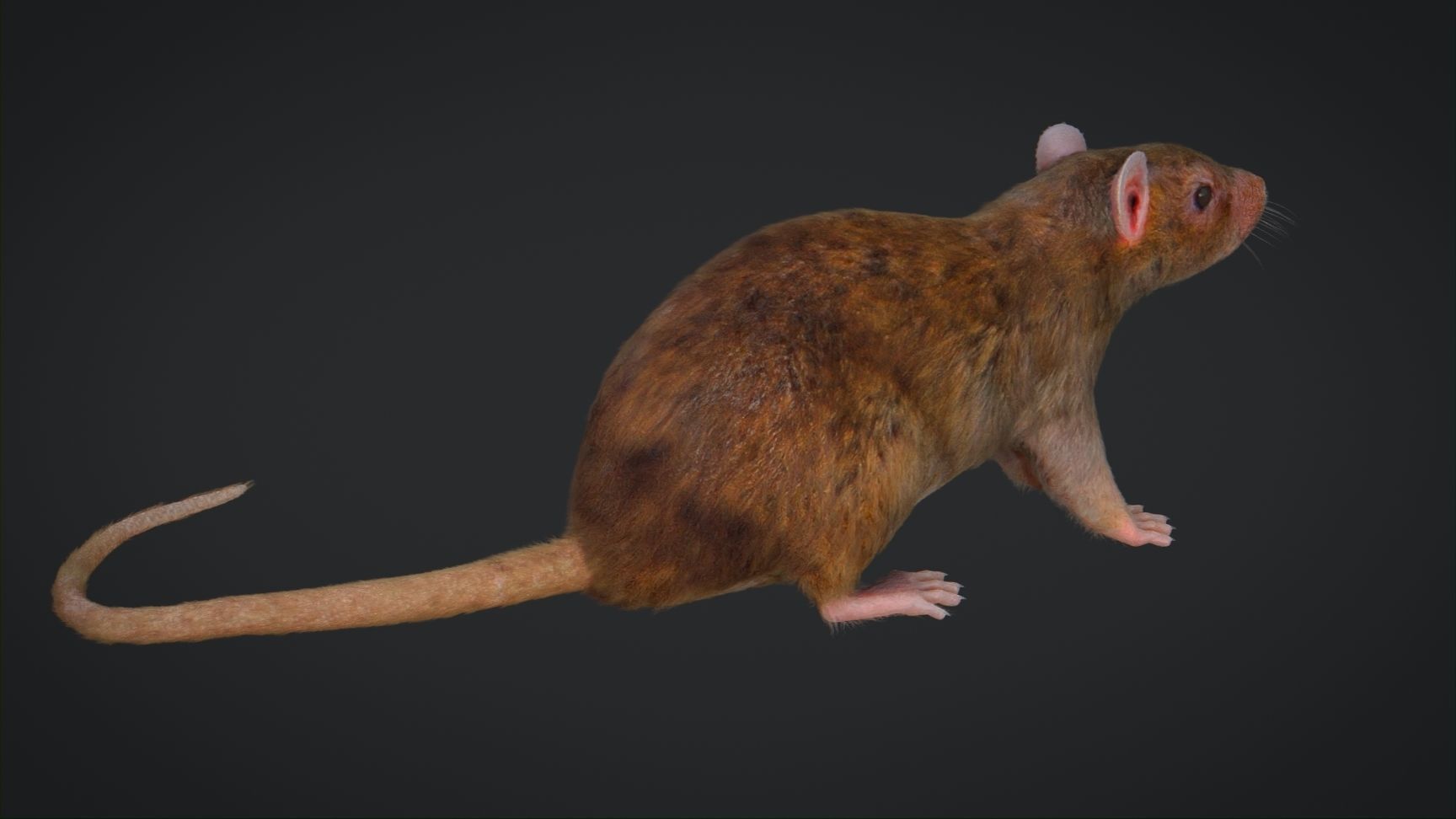 Rat Rigged Low-poly 3D model_4
