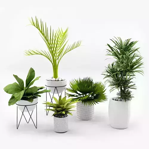 Plant Collection in vase
