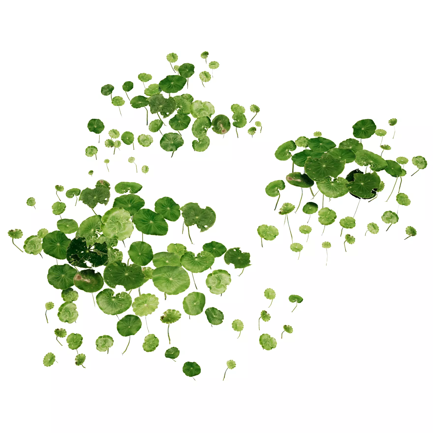 PLANTS pattern of circles Low-poly 3D model