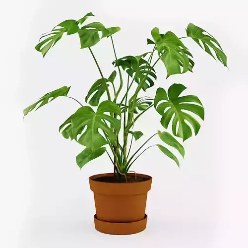 Monstera Deliciosa Plant