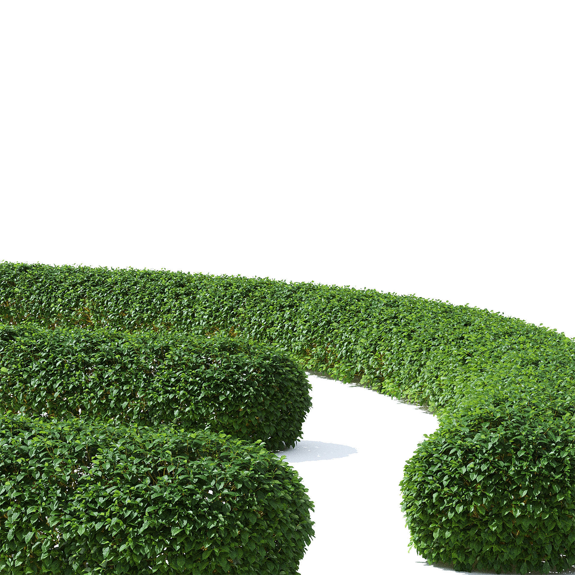 Cornus sericea Flaviramea hedge rounded 3D model_5