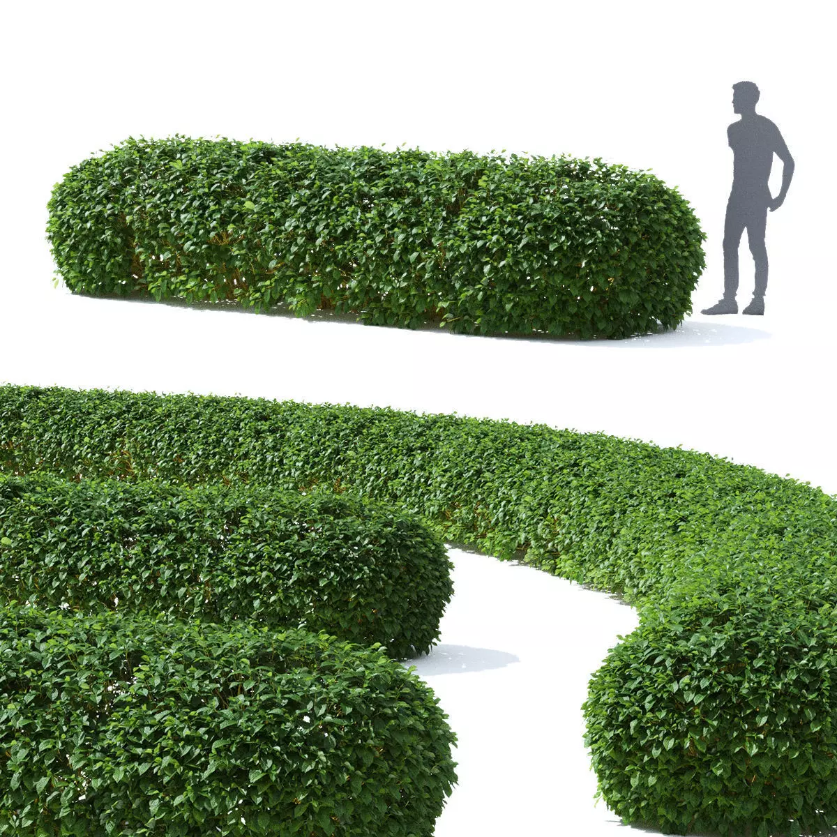 Cornus sericea Flaviramea hedge rounded 3D model_0