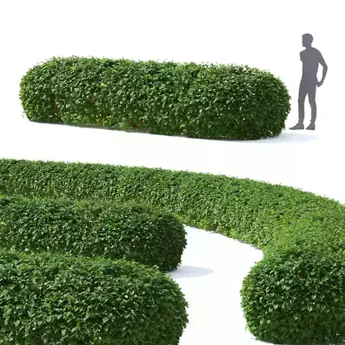 Cornus sericea Flaviramea hedge rounded 3D model Cornus sericea Flaviramea hedge rounded 3D model
