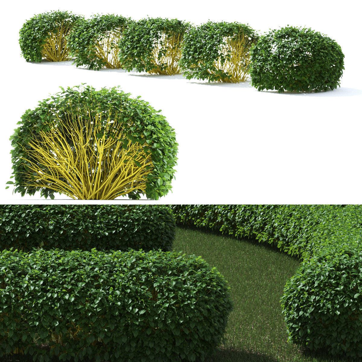 Cornus sericea Flaviramea hedge rounded 3D model_2