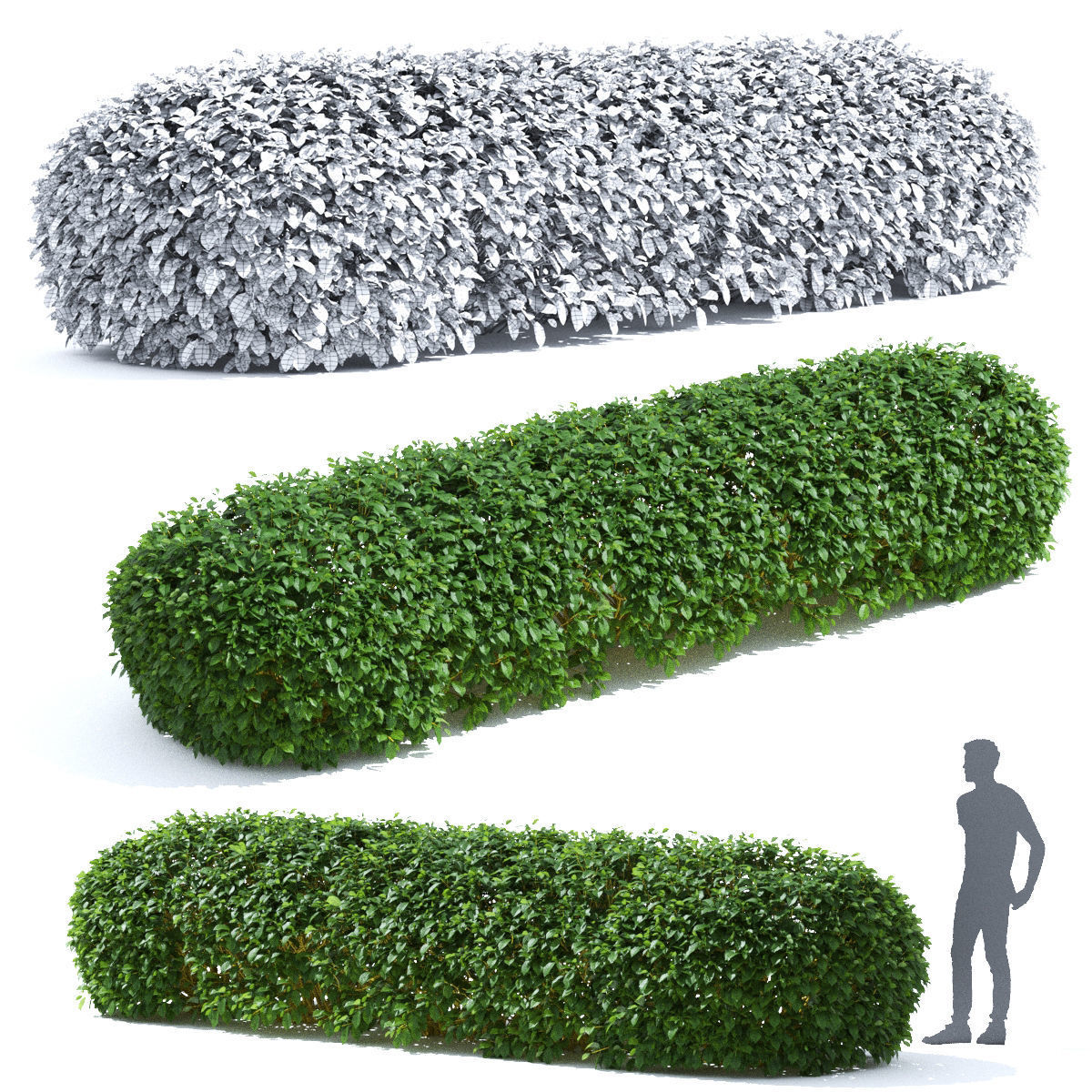 Cornus sericea Flaviramea hedge rounded 3D model_1