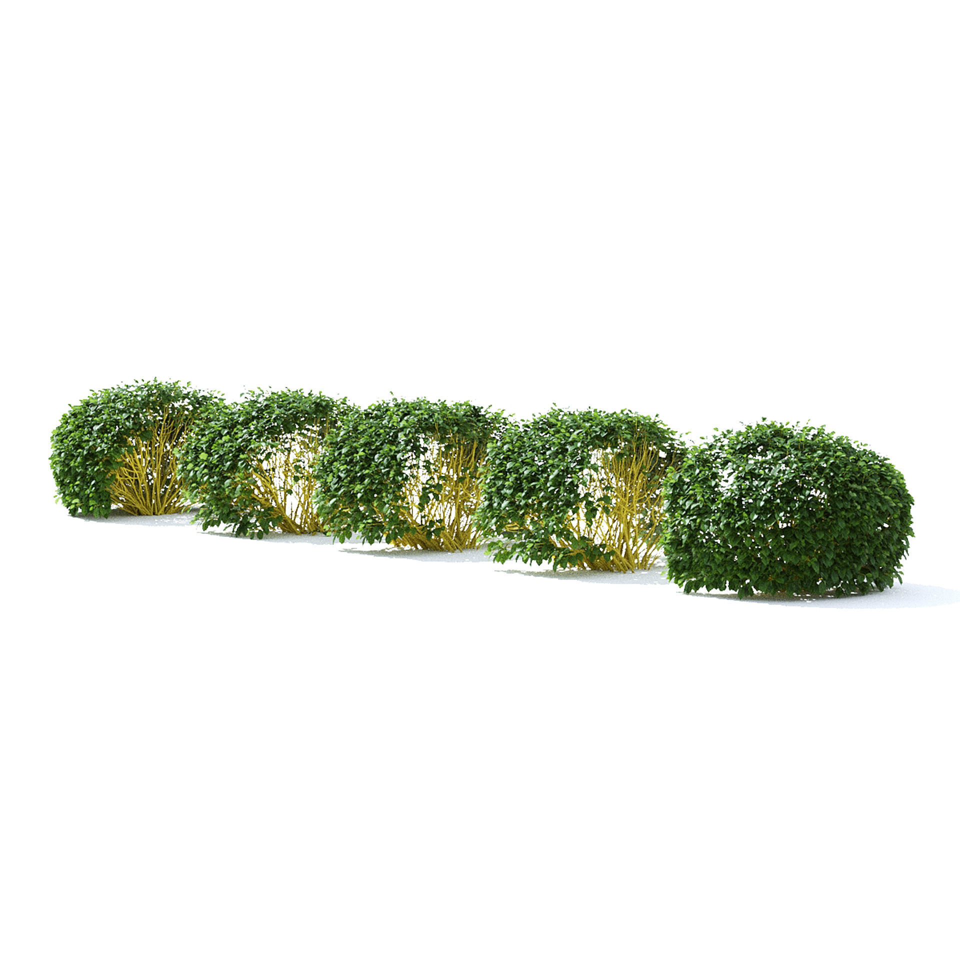 Cornus sericea Flaviramea hedge rounded 3D model_4