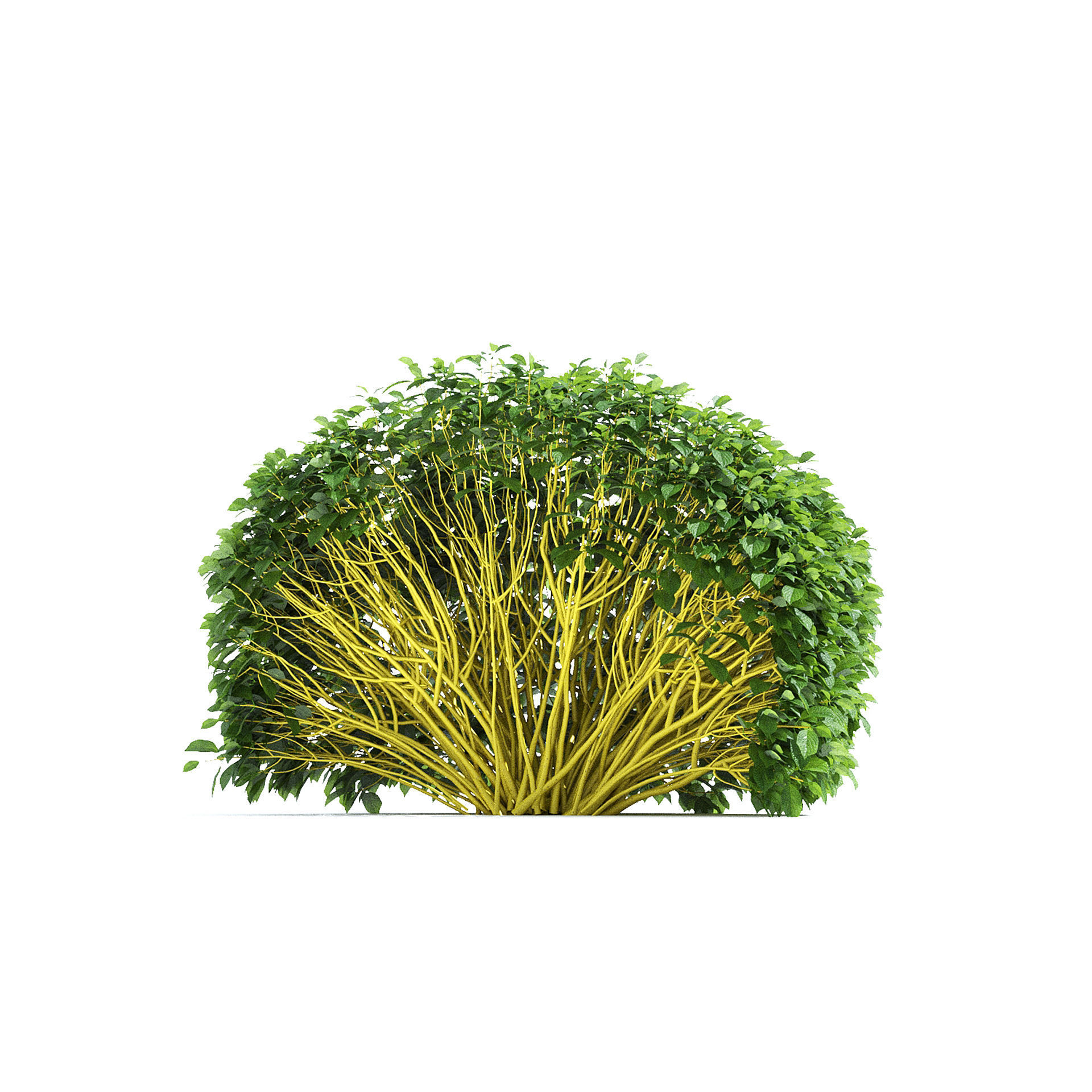 Cornus sericea Flaviramea hedge rounded 3D model_7
