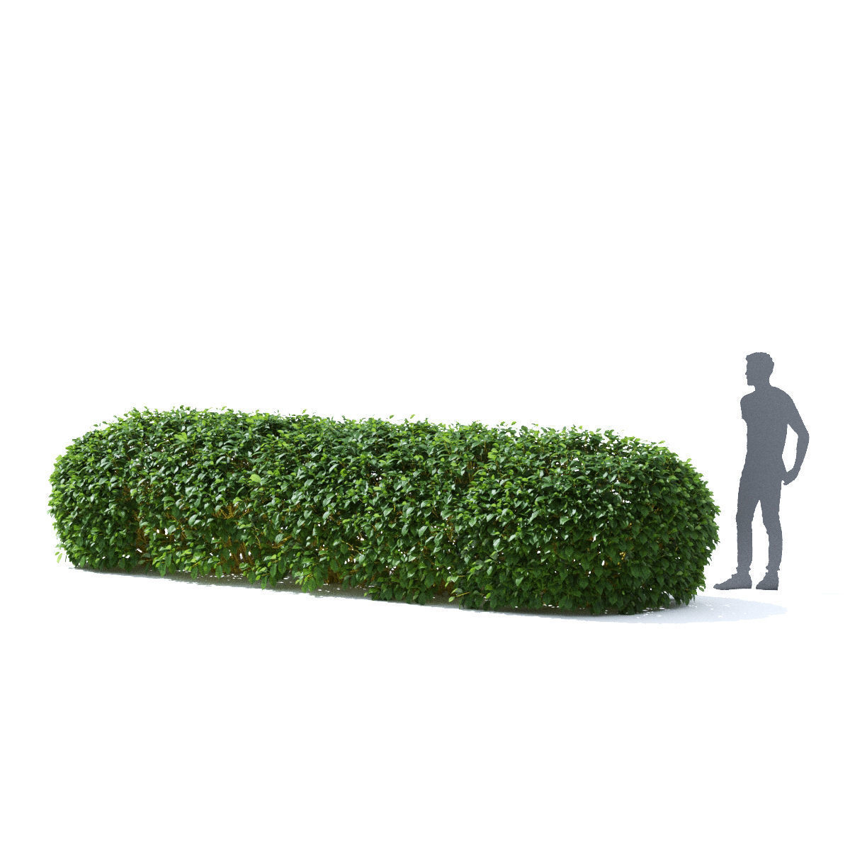 Cornus sericea Flaviramea hedge rounded 3D model_3