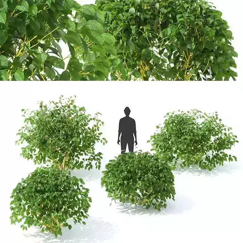  Cornus sericea Flaviramea bush