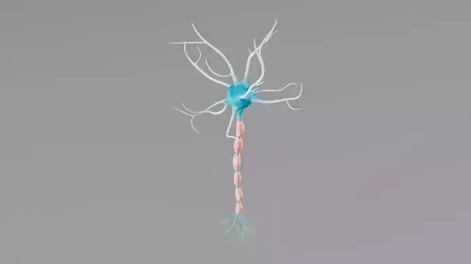 Neuron 3D model