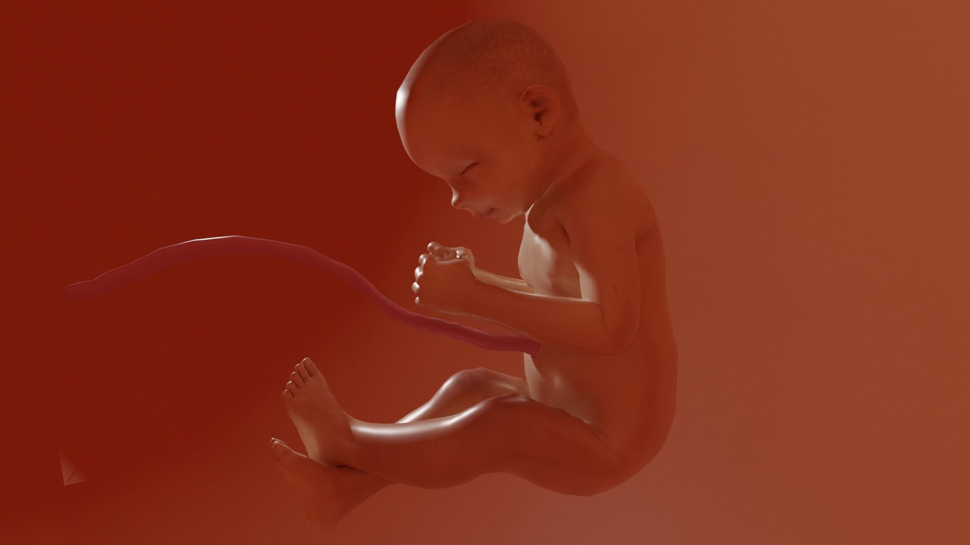 3D Baby Fetus Low-poly 3D model_2