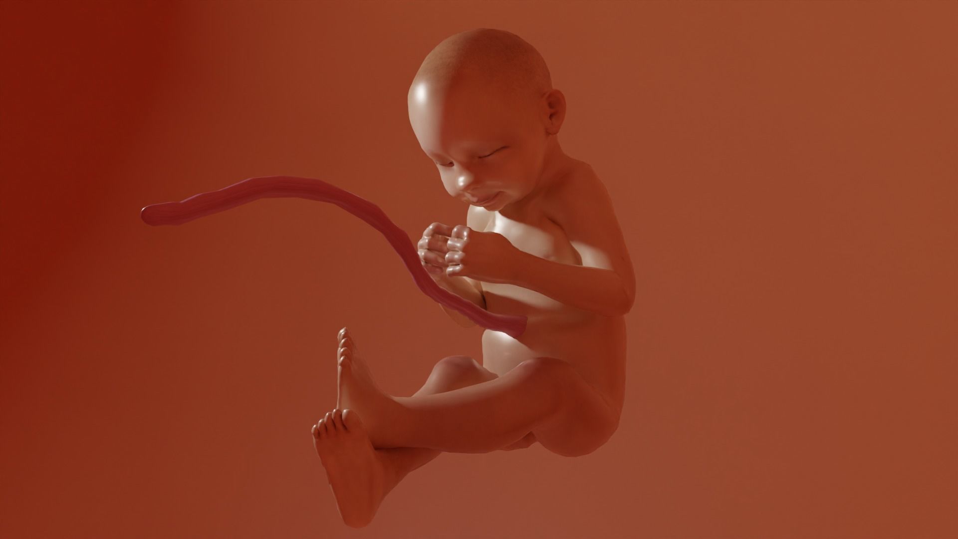 3D Baby Fetus Low-poly 3D model_1