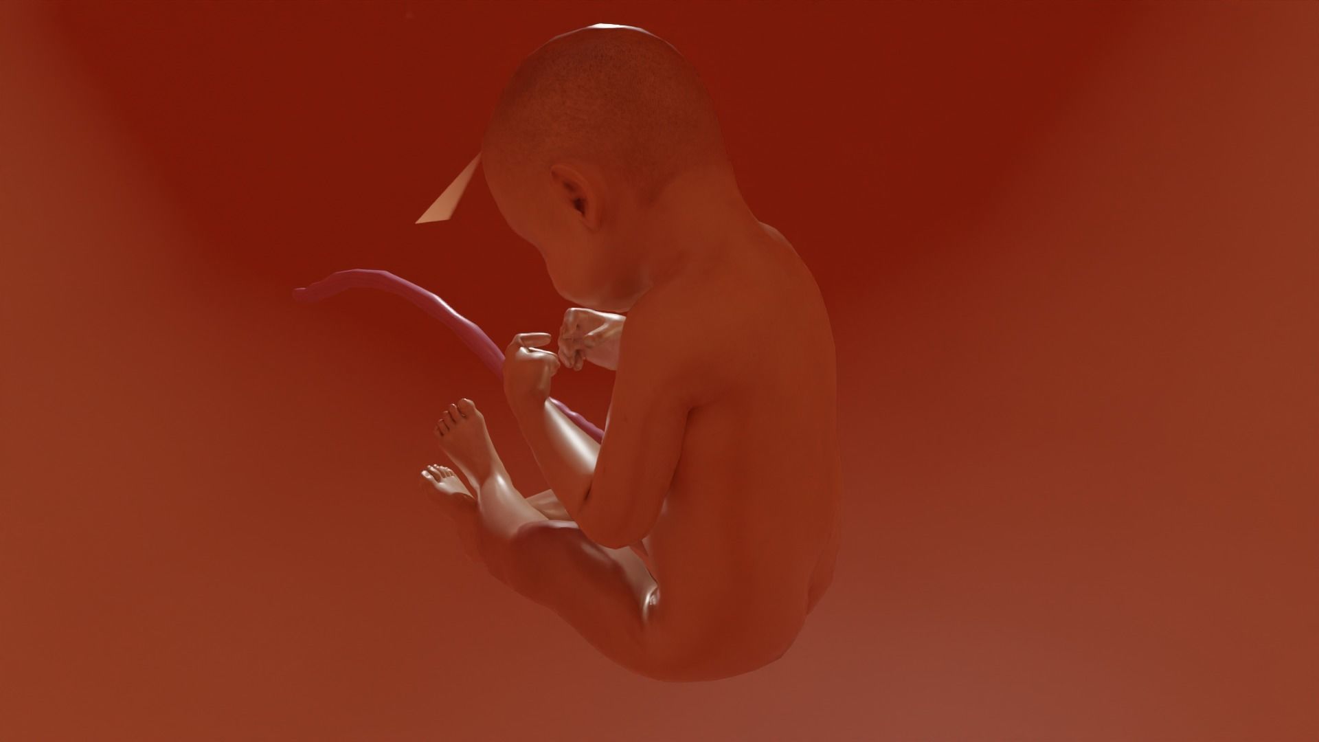 3D Baby Fetus Low-poly 3D model_3