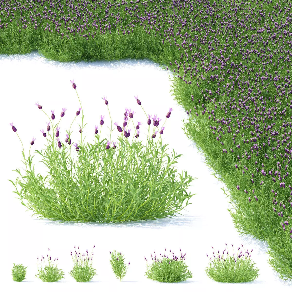 Lavandula stoechas flower 3D model