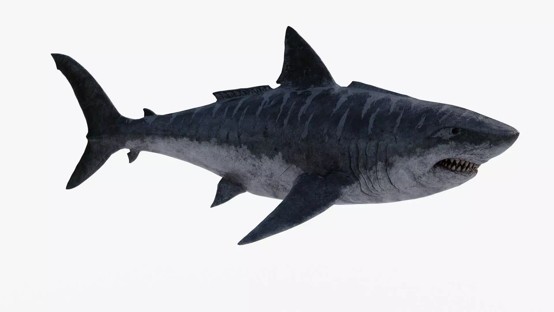 Megalodon great shark Low-poly 3D model
