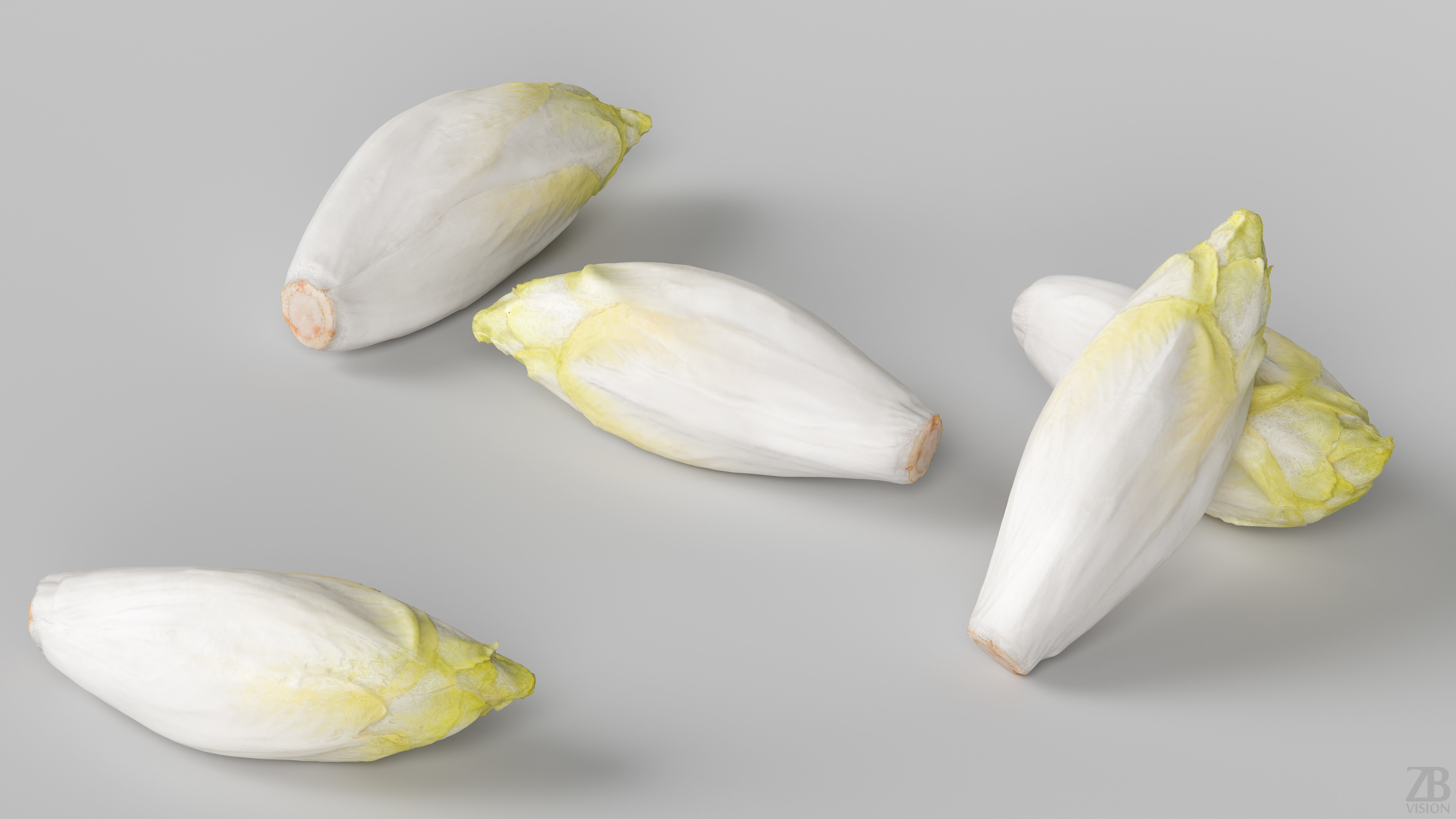 Endive 3D model_2