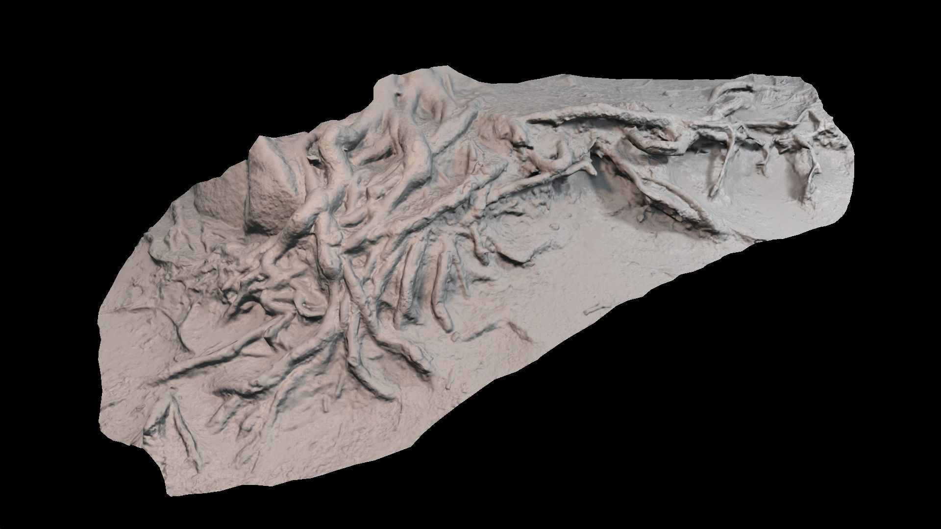 Beech forest ground - 2 of 6 - scan PBR Game ready Low-poly 3D model_7