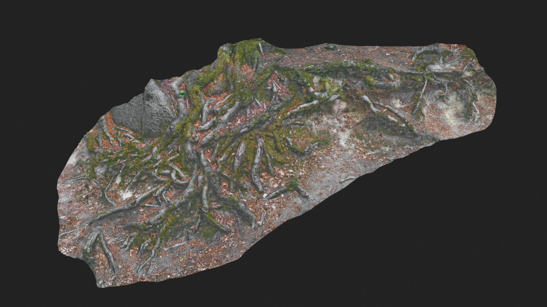 Beech forest ground - 2 of 6 - scan PBR Game ready Low-poly 3D model_6