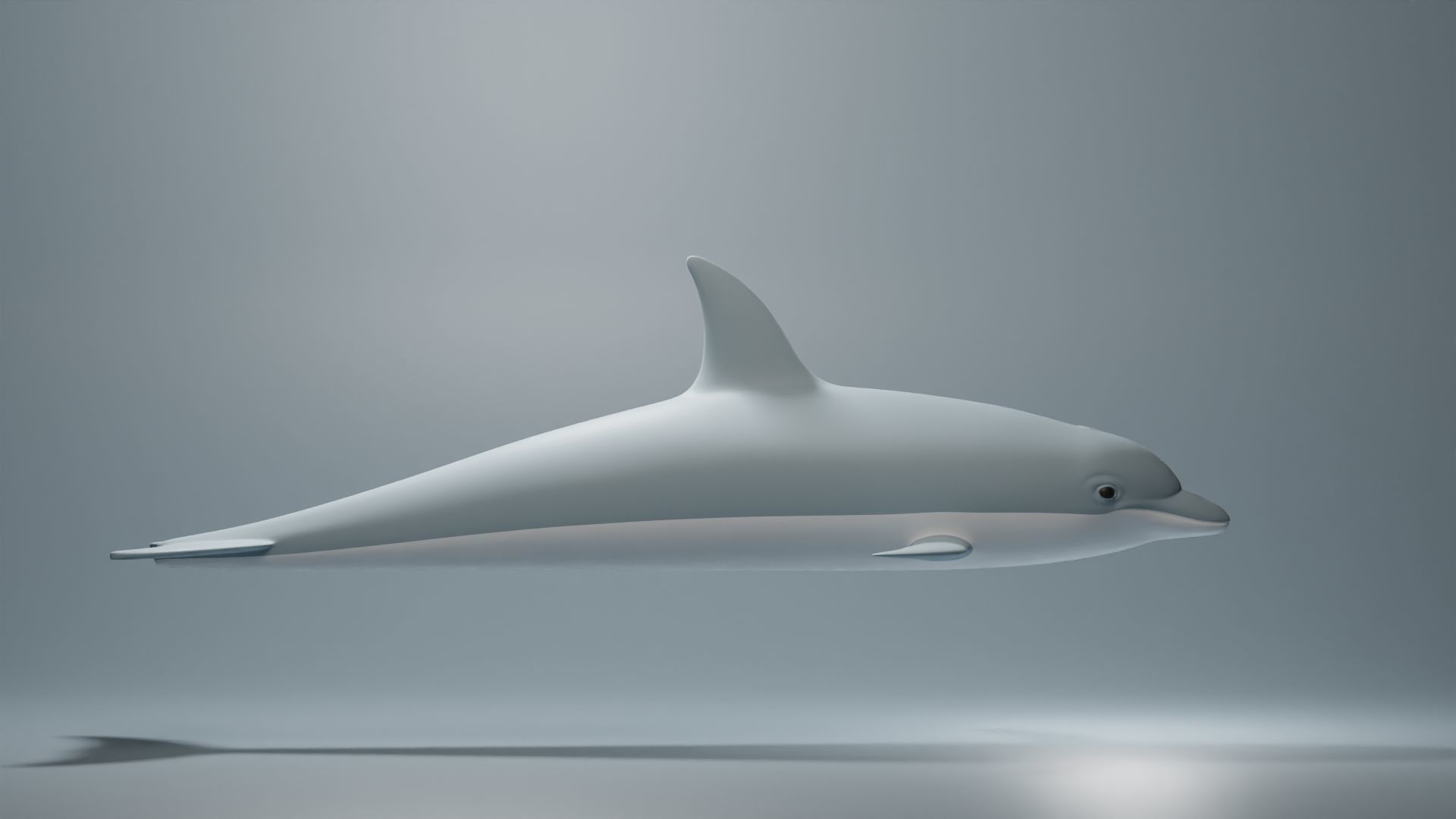 Dolphin Base Mesh Low-poly 3D model_3