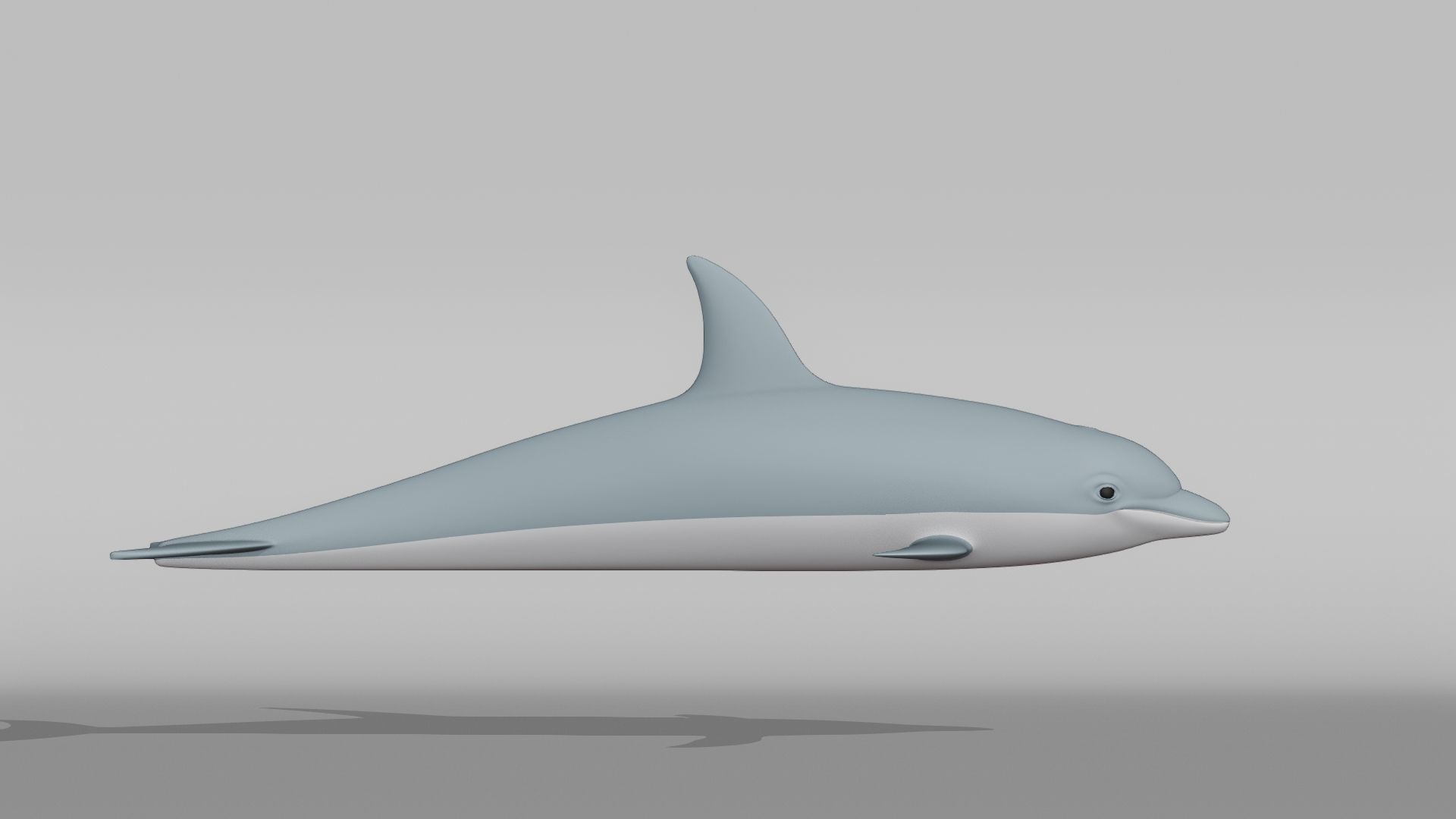 Dolphin Base Mesh Low-poly 3D model_8