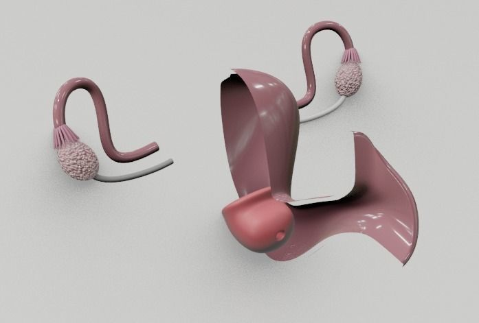 Vagina 3d medical model 3D model_1