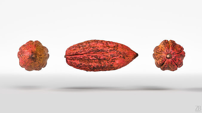 Cocoa Pod 3D model 5