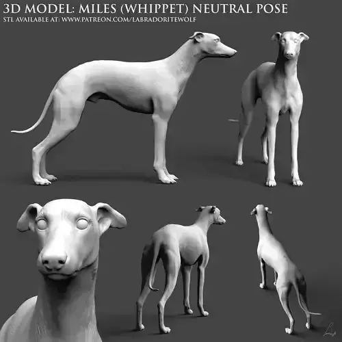 Miles Whippet Neutral Pose 3D print model