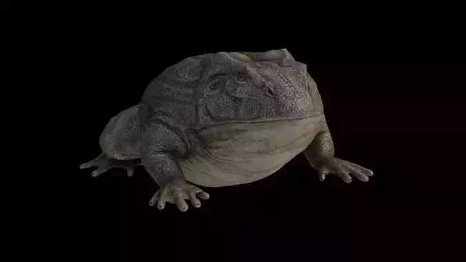 Toad Frog Low-poly 3D model