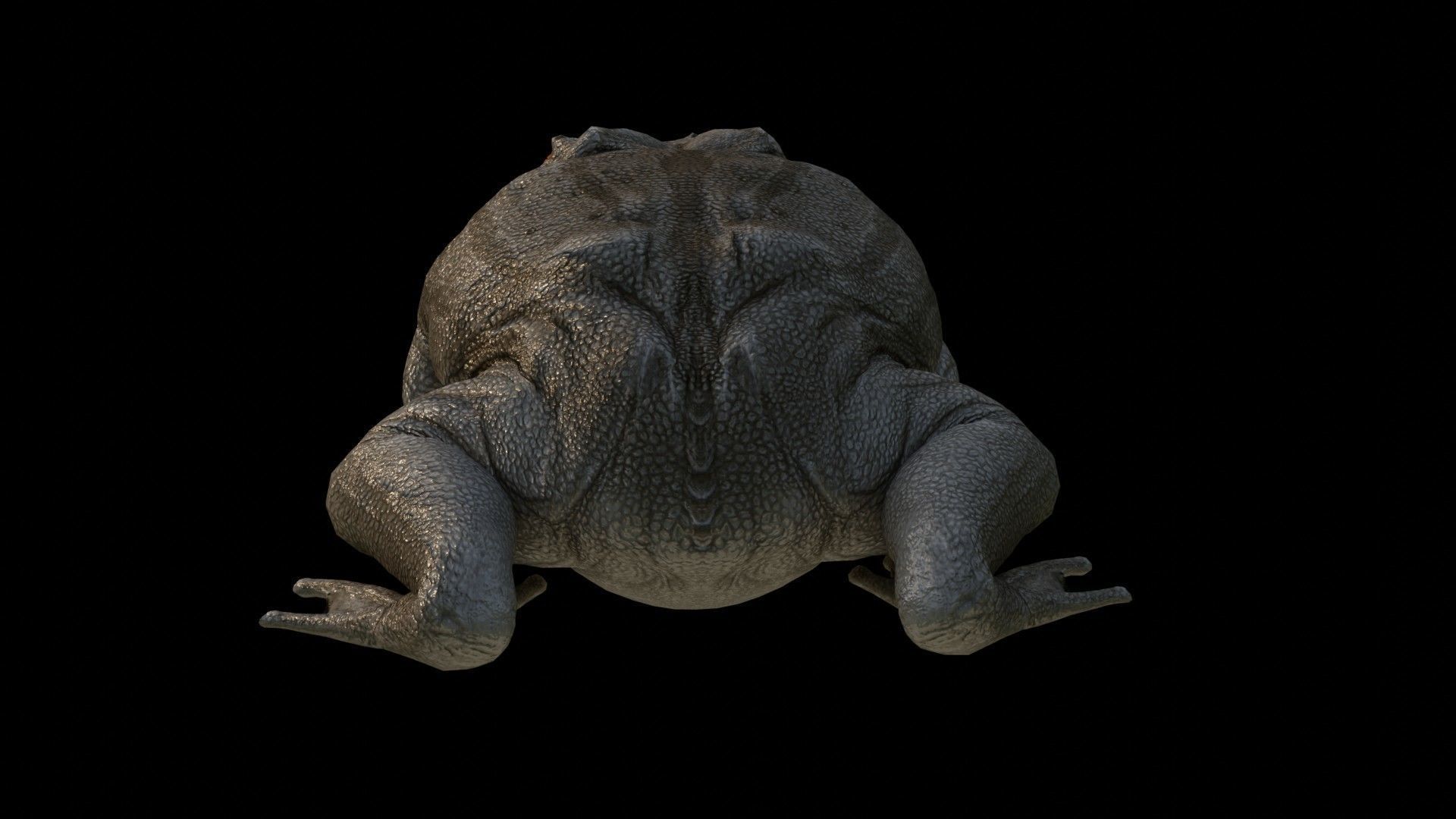 Toad Frog Low-poly 3D model_4
