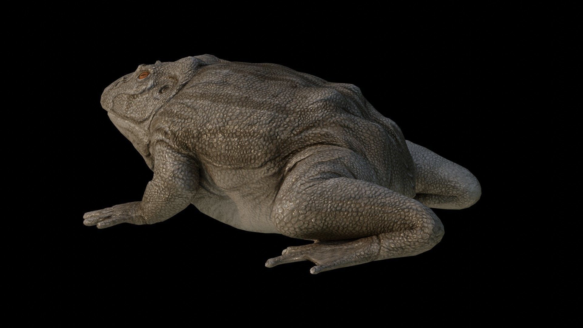 Toad Frog Low-poly 3D model_3