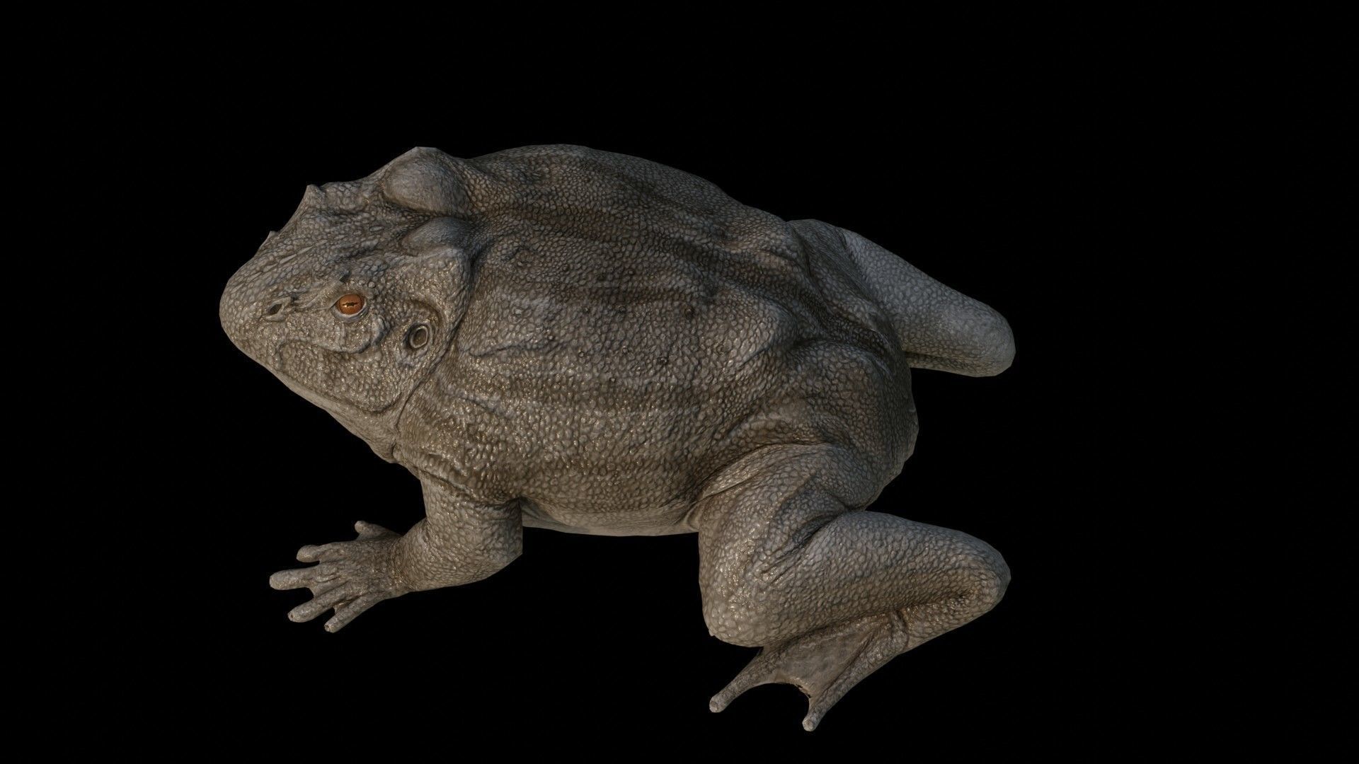 Toad Frog Low-poly 3D model_5