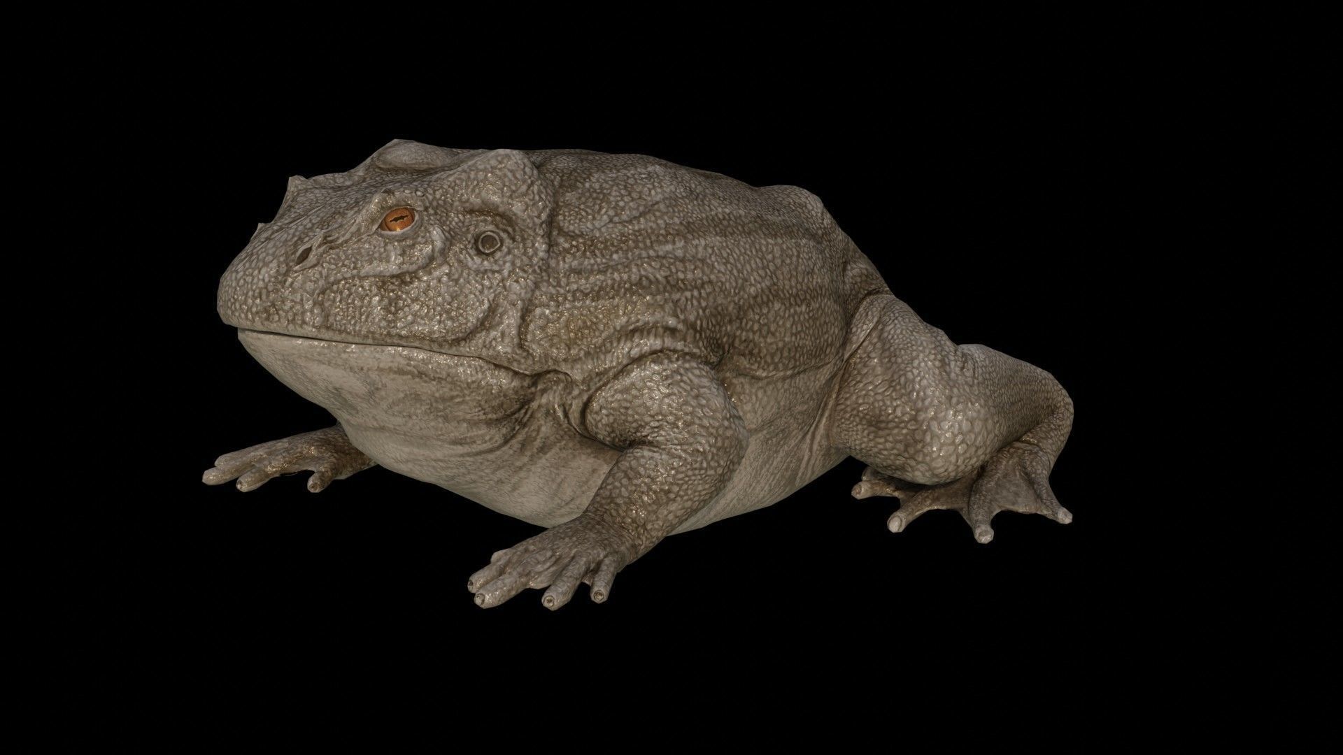 Toad Frog Low-poly 3D model_2