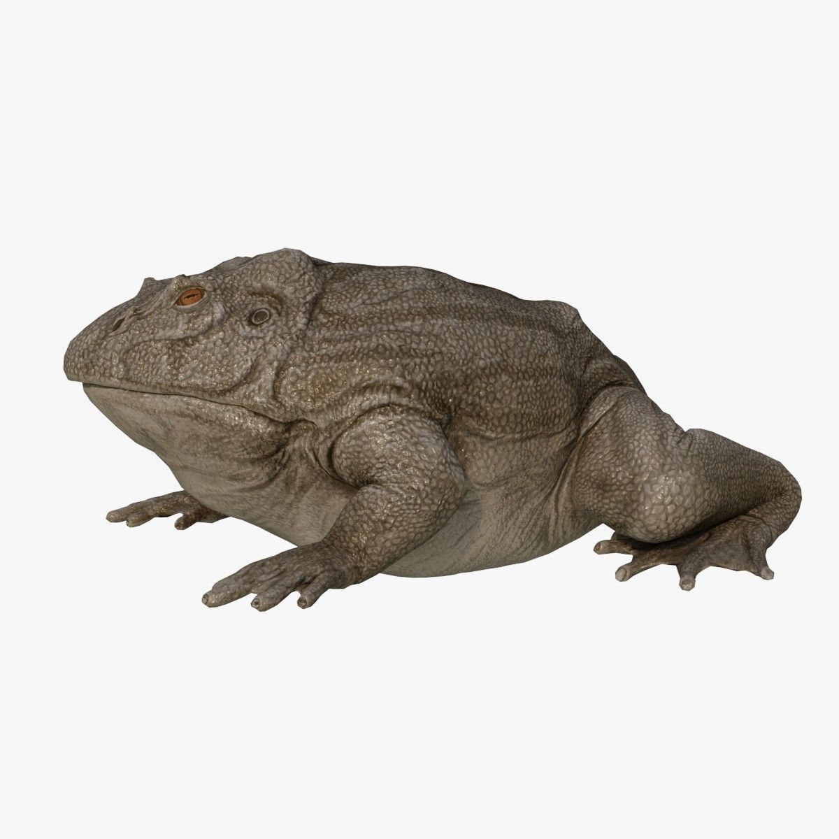 Toad Frog Low-poly 3D model_7